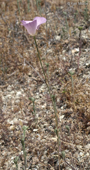 Image de Calochortus splendens Douglas ex Benth.