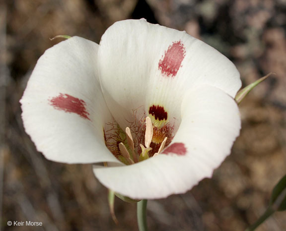 Image of butterfly mariposa lily