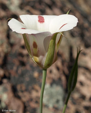 Image of butterfly mariposa lily