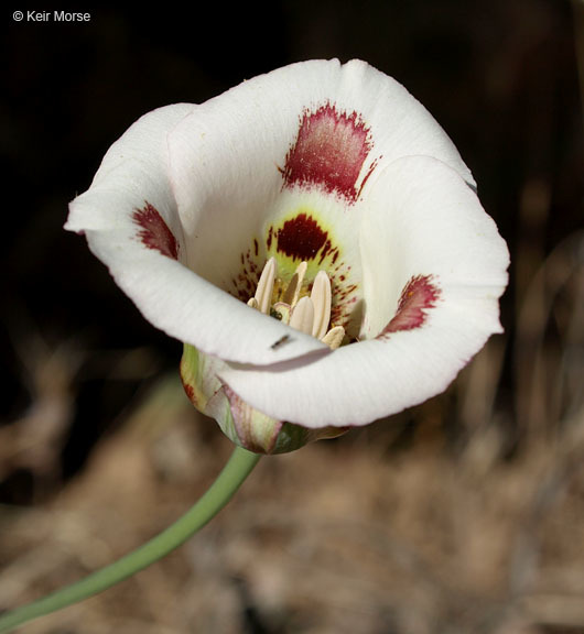 Image of butterfly mariposa lily