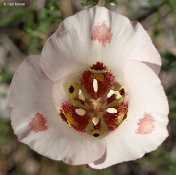 Image of butterfly mariposa lily