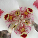Image of butterfly mariposa lily