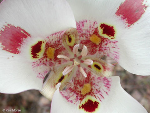 Image of butterfly mariposa lily