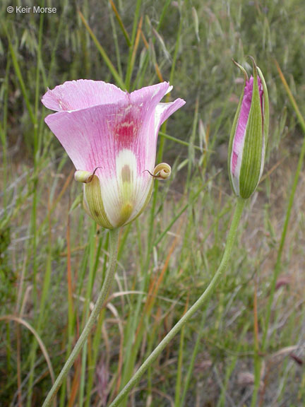 Image of butterfly mariposa lily