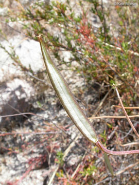 Image of butterfly mariposa lily