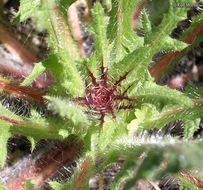 Image of blessed thistle