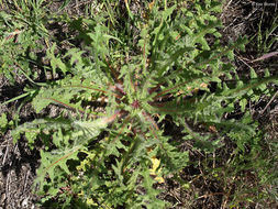 Image of blessed thistle