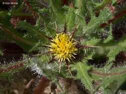 Image of blessed thistle