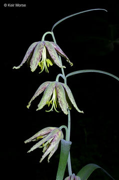 Image of checker lily