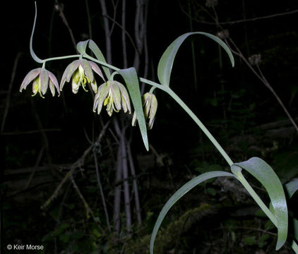 Image of checker lily