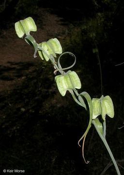 Image of checker lily