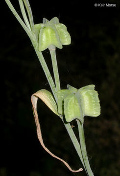 Image of checker lily