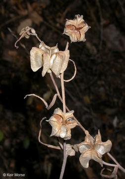 Image of checker lily