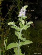 Image of Apple Mint