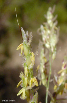 Image of Johnson grass