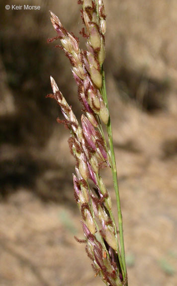 Image of Johnson grass