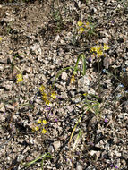 Image of Coast Range triteleia