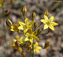 Image of Coast Range triteleia