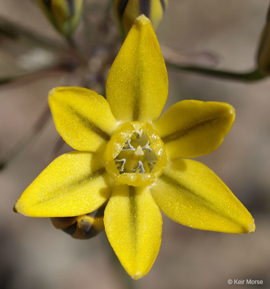 Image of Coast Range triteleia