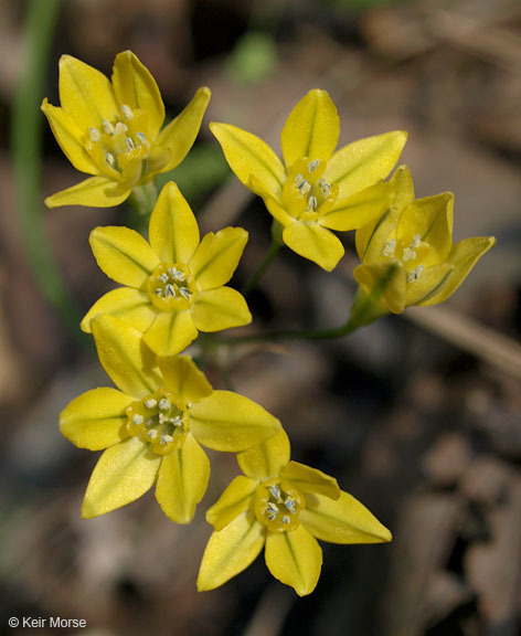 Image of Coast Range triteleia