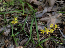 Image of Coast Range triteleia