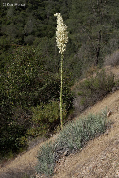 Image of chaparral yucca