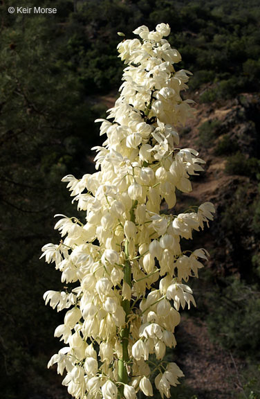 Image of chaparral yucca