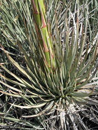 Image of chaparral yucca