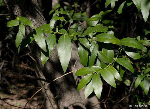 Sivun Umbellularia californica (Hook. & Arn.) Nutt. kuva