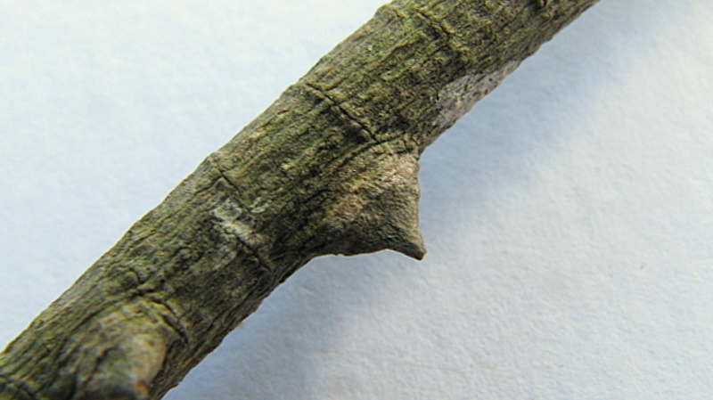 Image of Zanthoxylum monogynum A. St.-Hil.