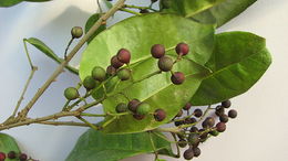 Image de Zanthoxylum monogynum A. St.-Hil.