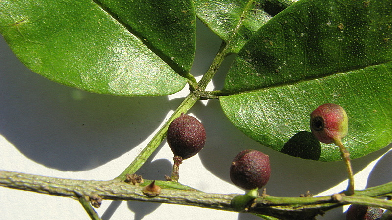 Image of Zanthoxylum monogynum A. St.-Hil.