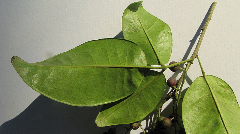 Image of Zanthoxylum monogynum A. St.-Hil.