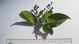 Image de Zanthoxylum monogynum A. St.-Hil.