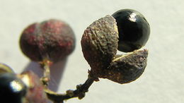 Image de Zanthoxylum monogynum A. St.-Hil.