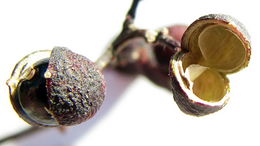 Image of Zanthoxylum monogynum A. St.-Hil.