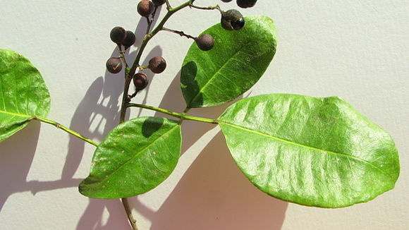 Image of Zanthoxylum monogynum A. St.-Hil.