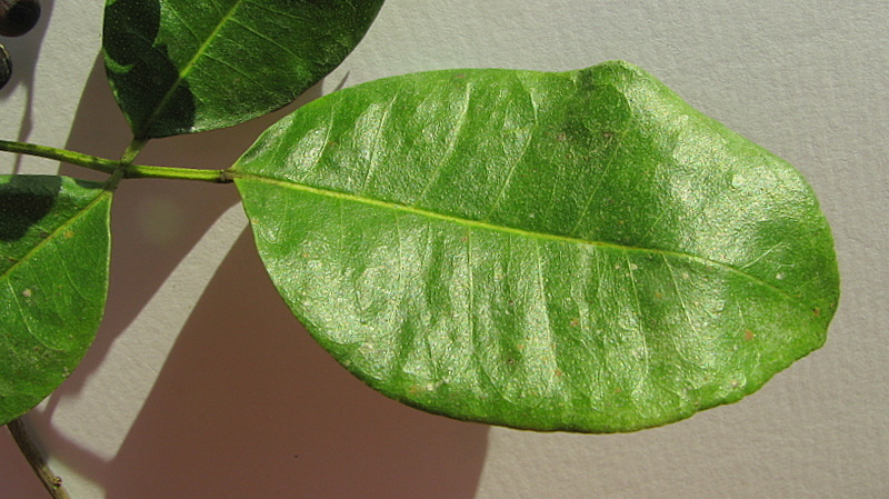 Image of Zanthoxylum monogynum A. St.-Hil.