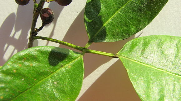 Image of Zanthoxylum monogynum A. St.-Hil.