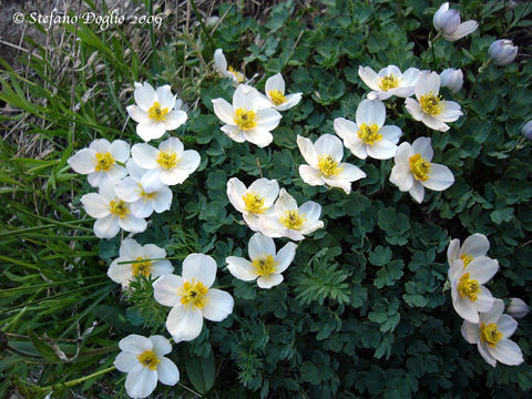 Image of Paraquilegia caespitosa (Boiss. & Hohen.) Drumm. & Hutch.