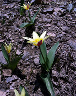 Image of water-lily tulip