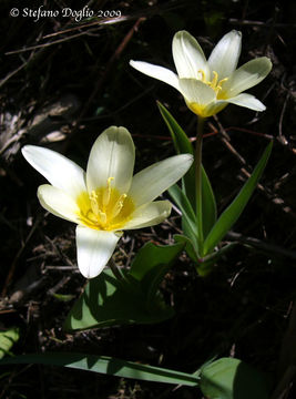 Image of water-lily tulip