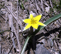 Image of <i>Tulipa dasystemonoides</i>
