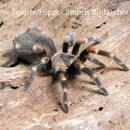 Image of Mexican flameknee tarantula