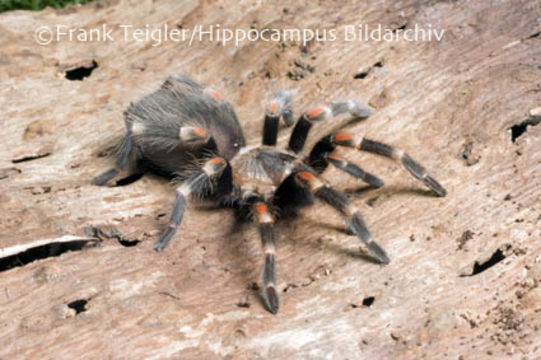 Imagem de Brachypelma auratum Schmidt 1992