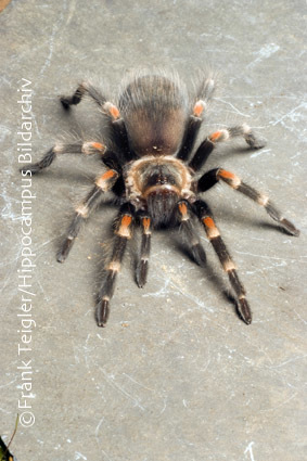 Image of Mexican flameknee tarantula