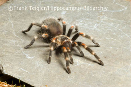 Imagem de Brachypelma auratum Schmidt 1992