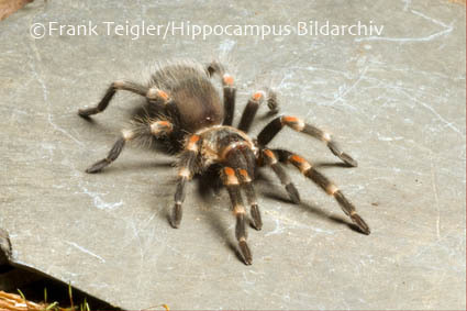 Image of Mexican flameknee tarantula