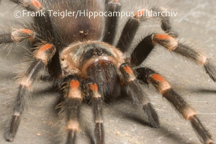 Image of Mexican flameknee tarantula