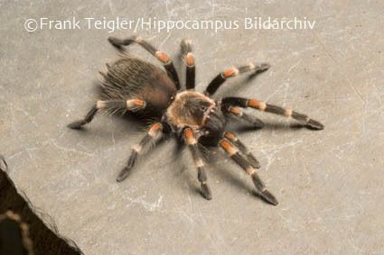 Image of Mexican flameknee tarantula